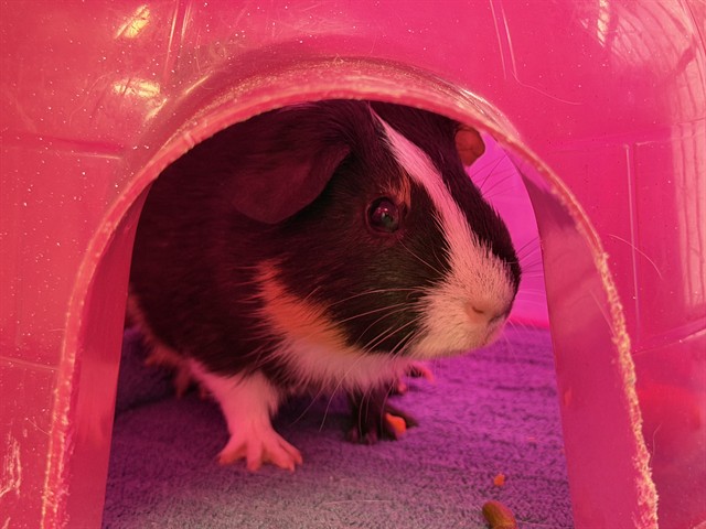 Larry