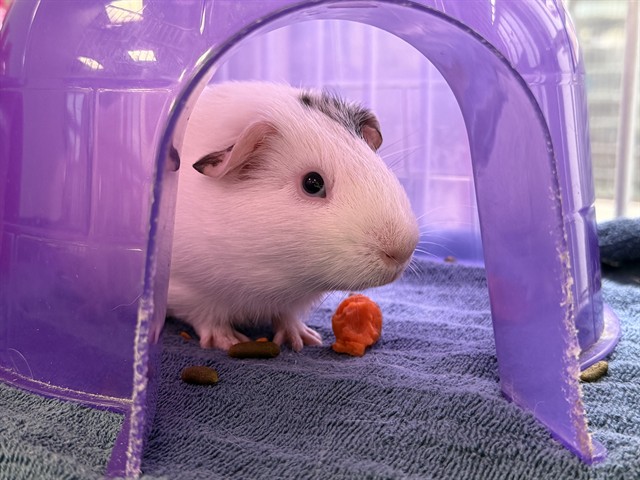 Gary