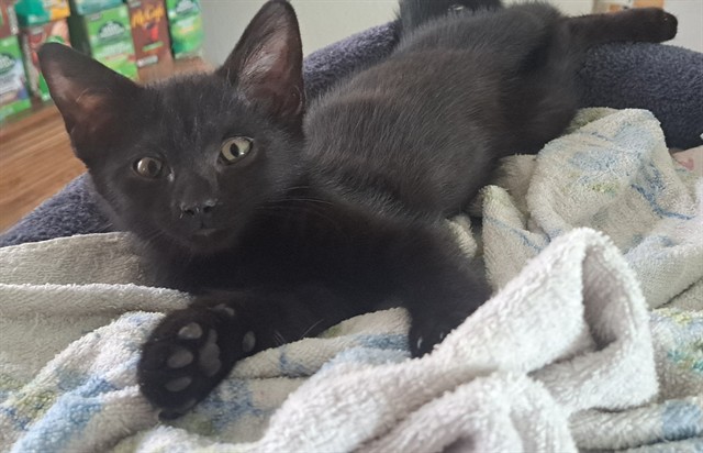 Nugget