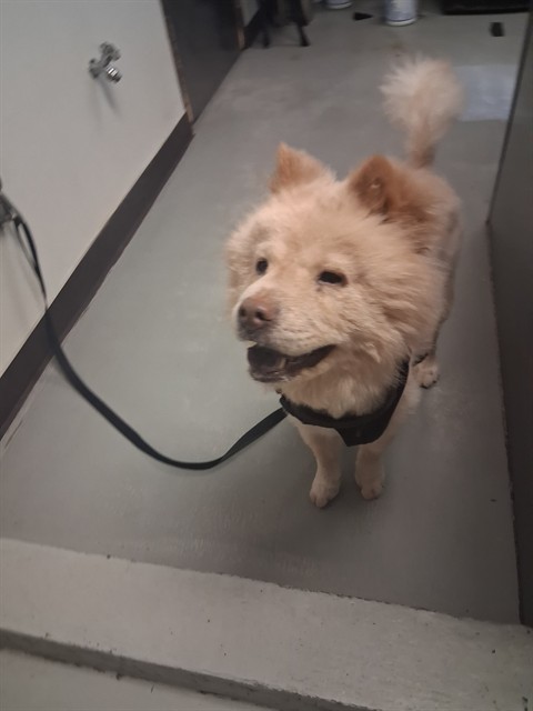 Adoptable Dog