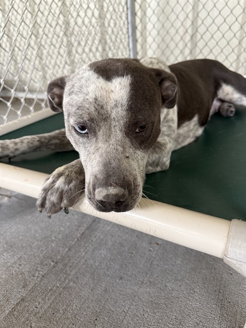 Adoptable Dog