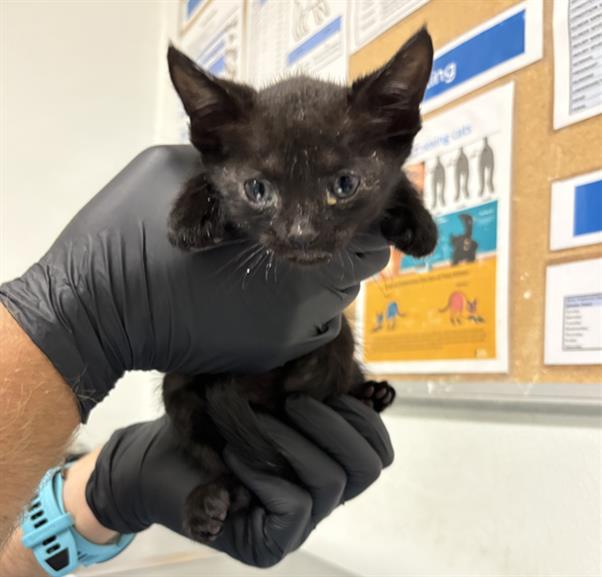 Adoptable Cat