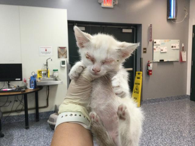 Adoptable Cat