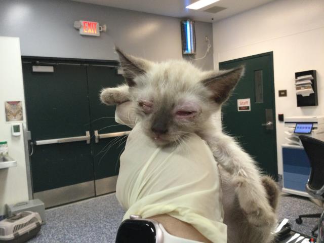 Adoptable Cat