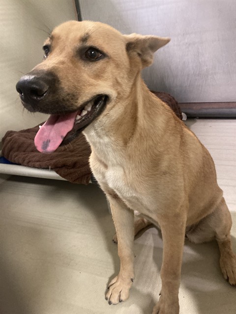 Adoptable Dog