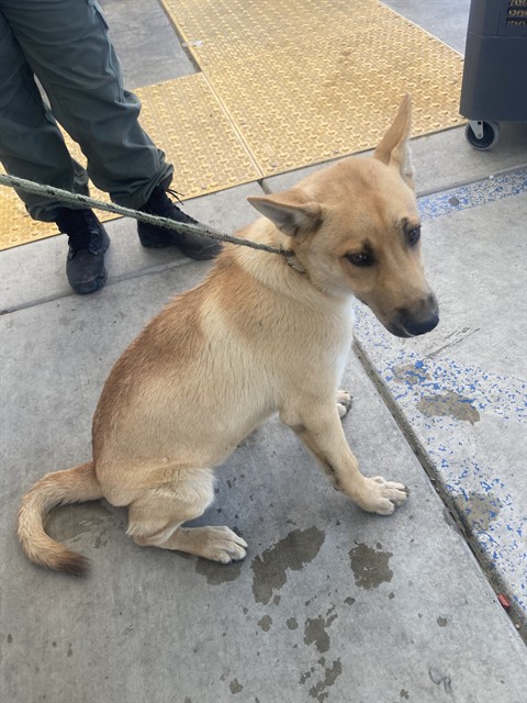 Adoptable Dog