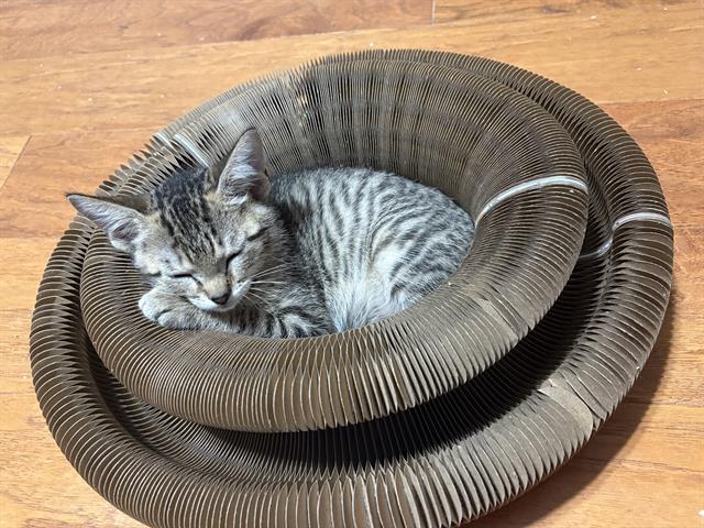 King Croissant