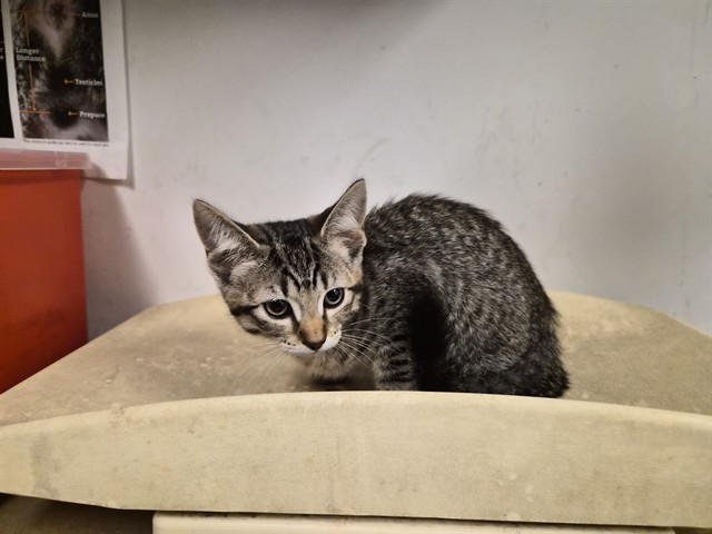 Adoptable Cat