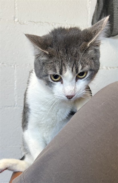 Adoptable Cat