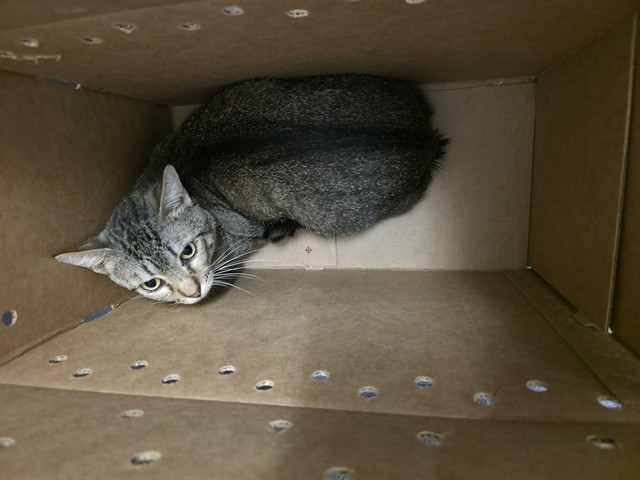 Adoptable Cat