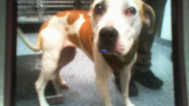 Teetee