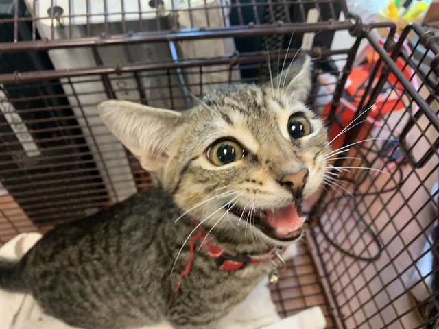Adoptable Cat