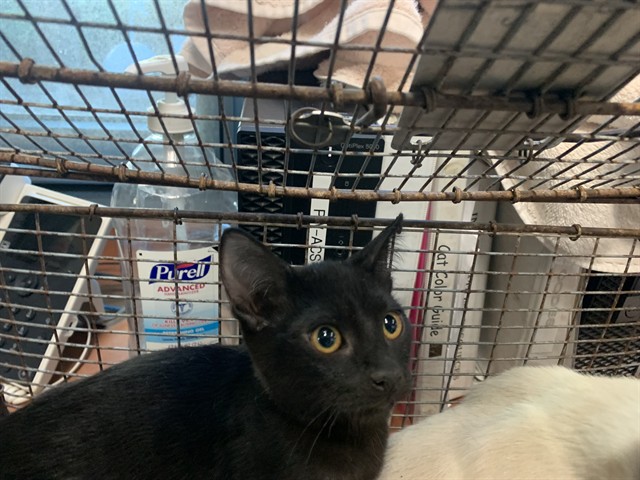 Adoptable Cat
