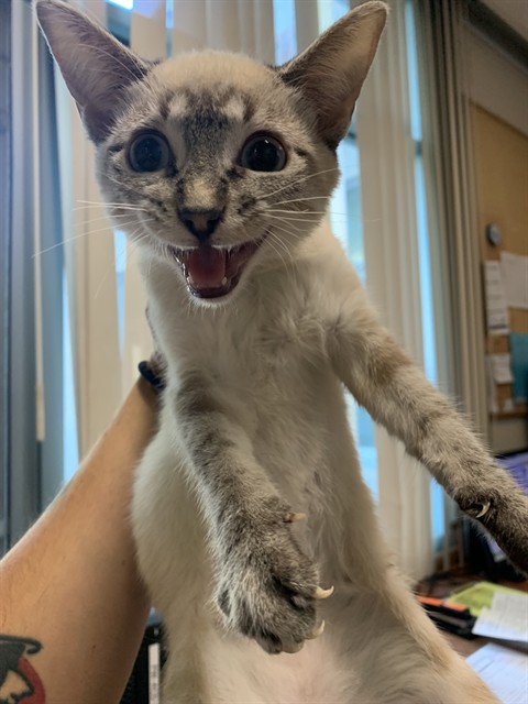 Adoptable Cat
