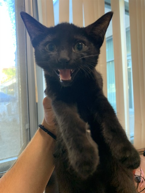 Adoptable Cat