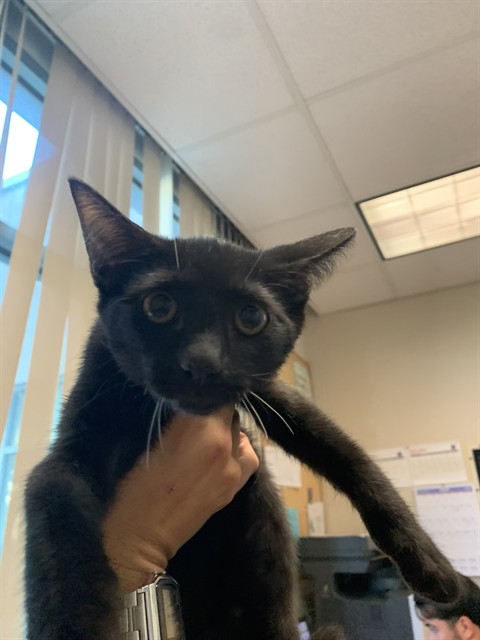 Adoptable Cat