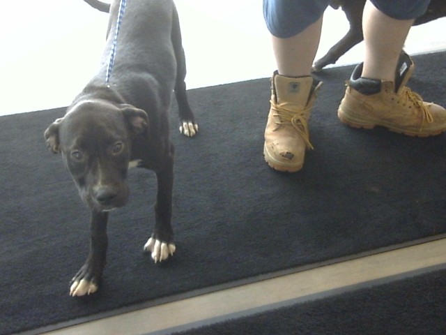 Timberland