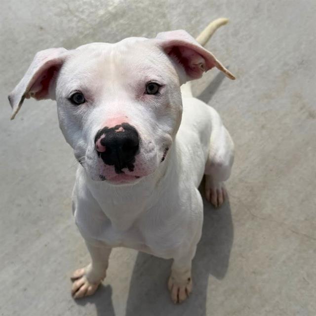 Pongo