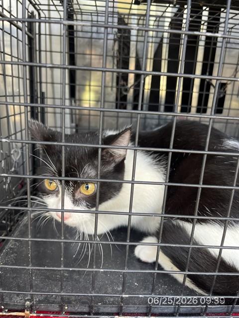 Adoptable Cat