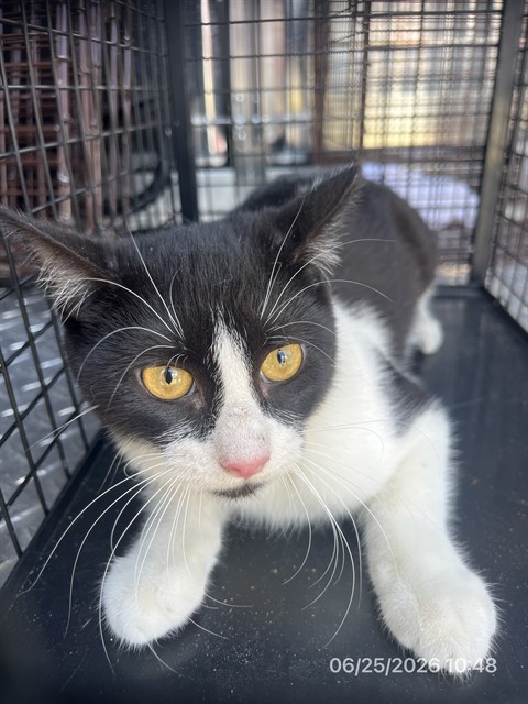Adoptable Cat