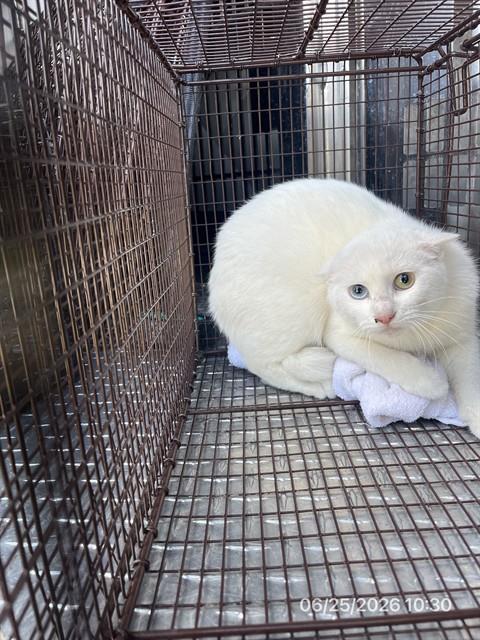 Adoptable Cat
