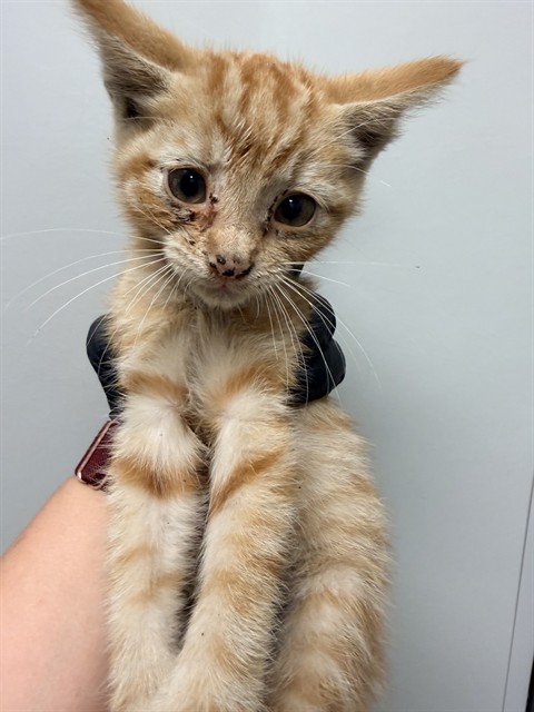 Tommy - Needs A Foster