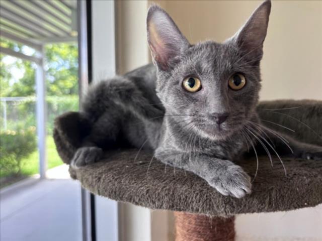 Zephyr