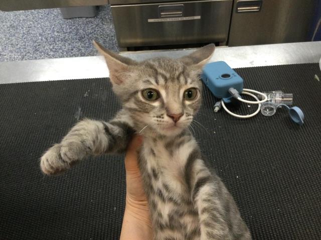 Adoptable Cat
