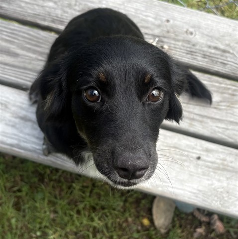 Lola