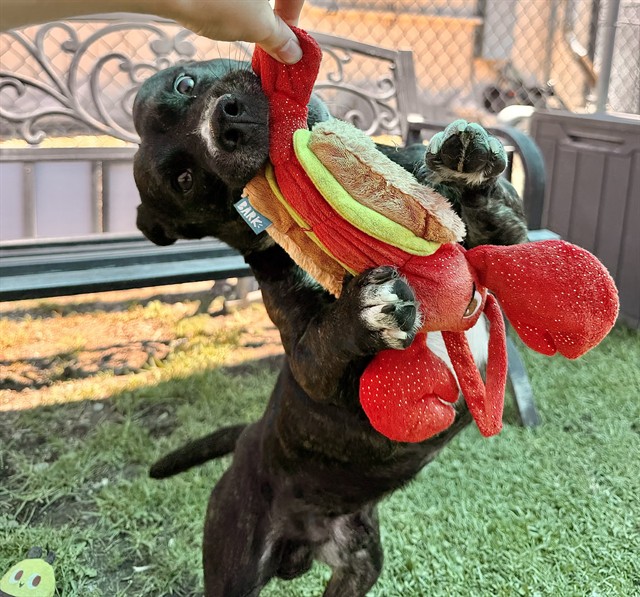 Urgent Med Adopt Ferbie