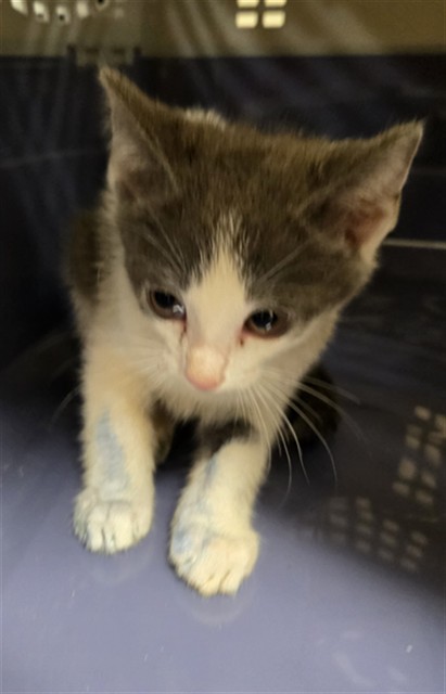 Adoptable Cat