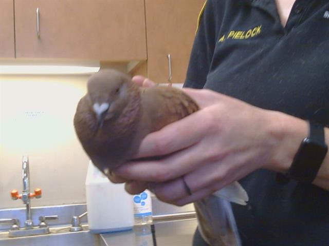 Adoptable Bird