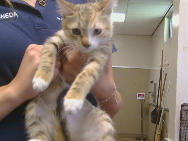 Adoptable Cat