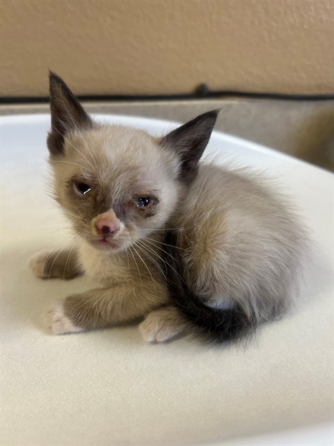 Adoptable Cat