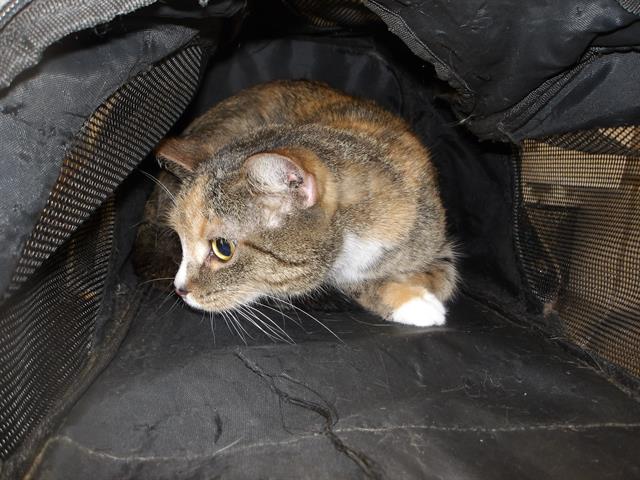 Juno