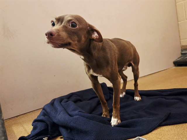 Adoptable Dog