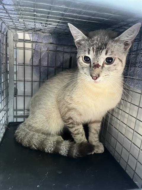 Adoptable Cat