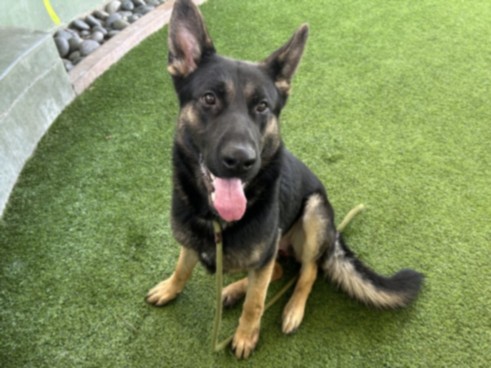 Duke