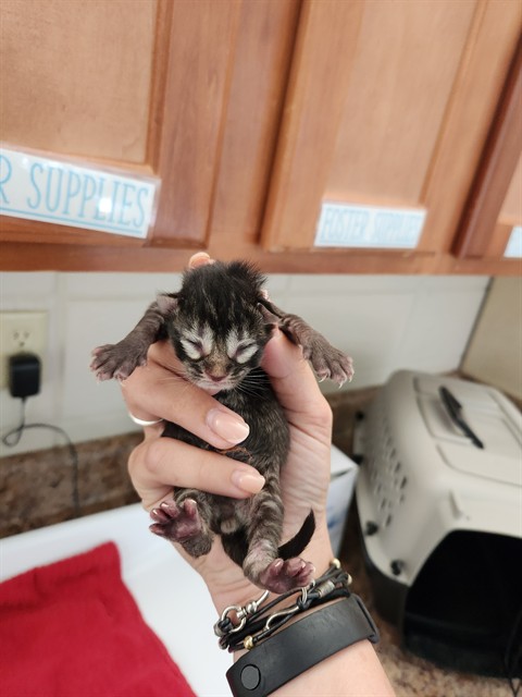 Pudge