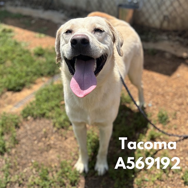 Tacoma