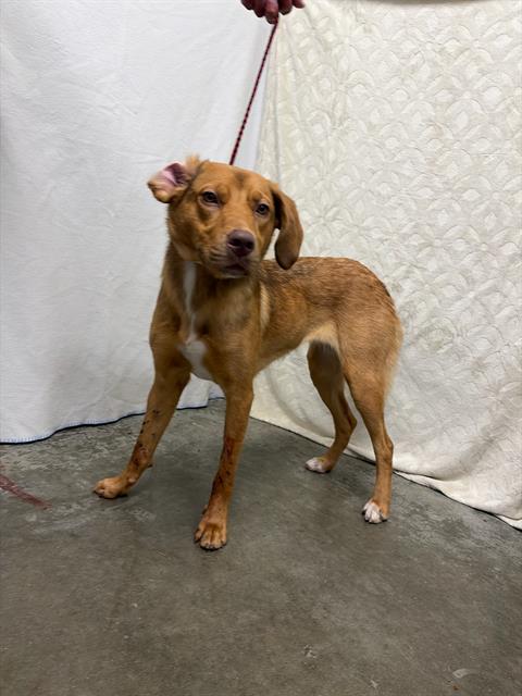 Adoptable Dog