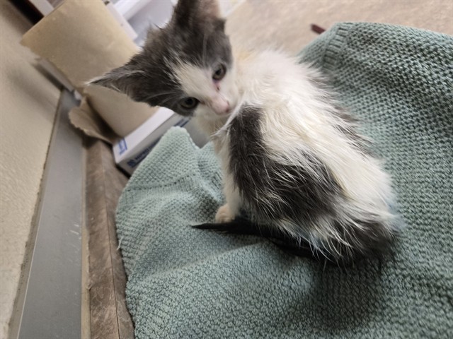 Adoptable Cat