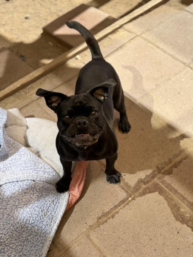 Pepper