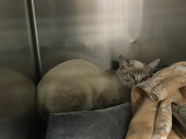 Adoptable Cat