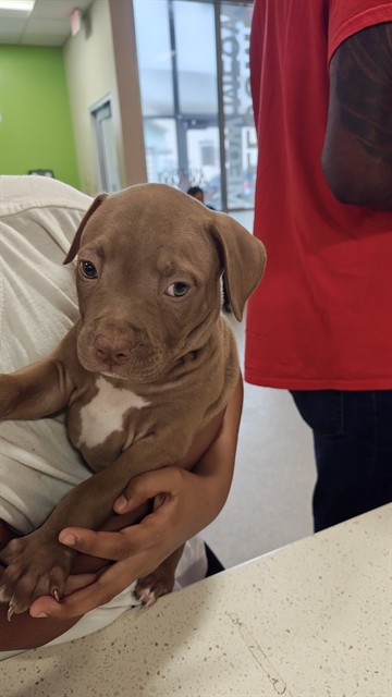 Adoptable Dog