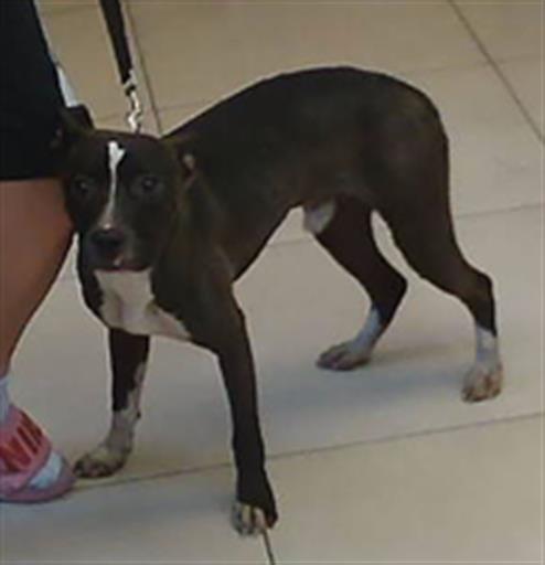 Bolt