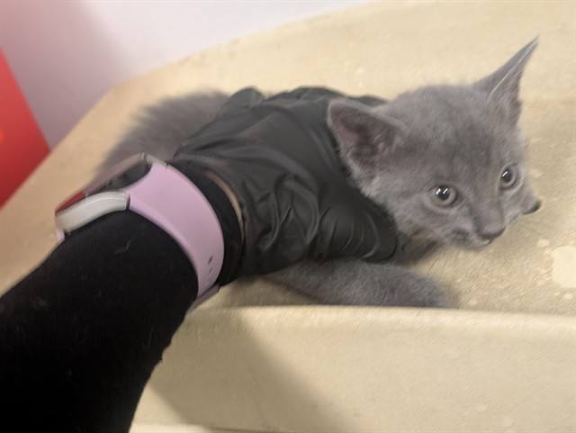 Adoptable Cat