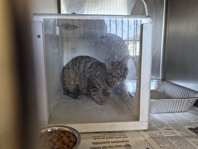 Adoptable Cat