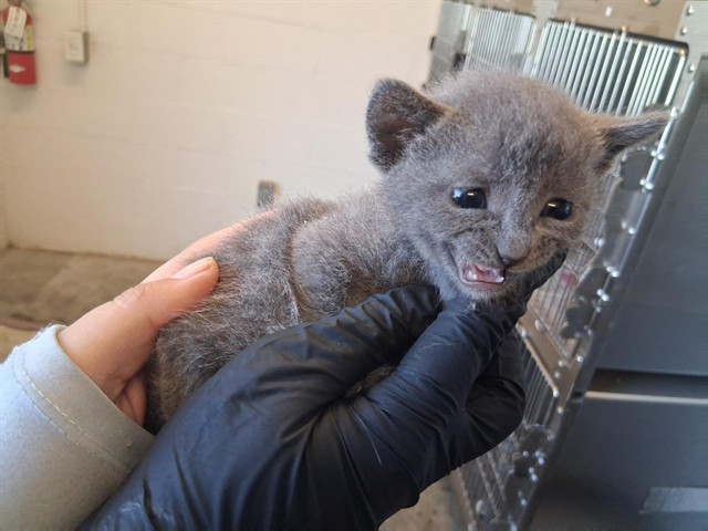 Adoptable Cat