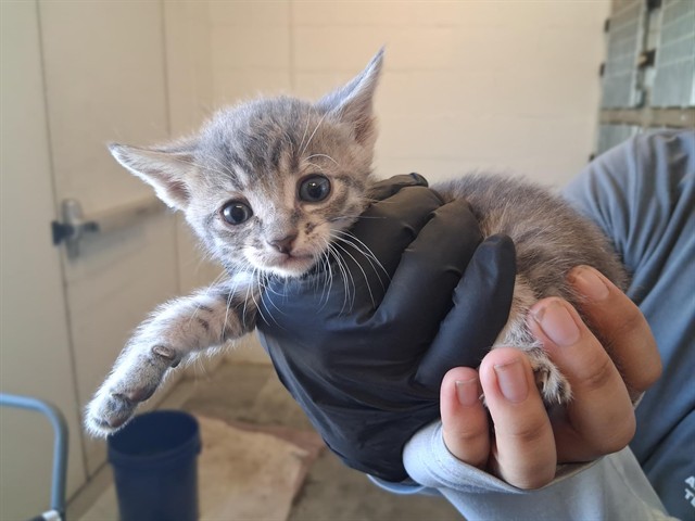 Adoptable Cat